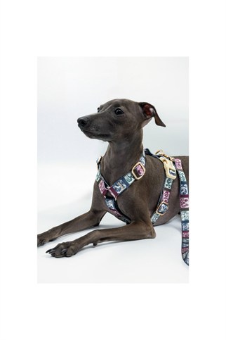 Lupinus Atelier Arcus Picta x Memoria Köpek Göğüs Tasması