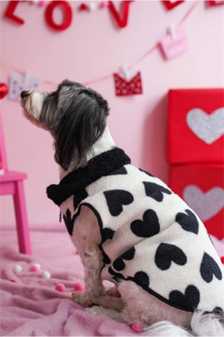 Lolidogs Köpek Ceketi | Noir