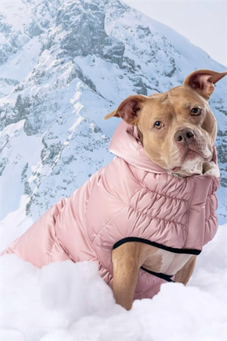 GF PET Lunar Glow Köpek Montu - Pembe