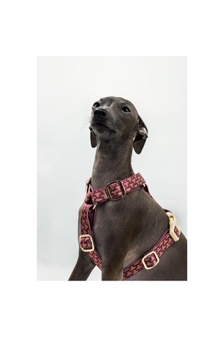 Lupinus Atelier Arcus Cerasus x Chintamani Köpek Göğüs Tasması