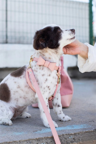 Zoe Pet Atelier Çarpraz Göğüs Tasması - Pudra Pembe