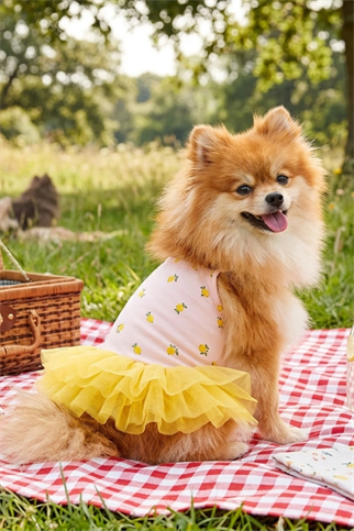 Gedyco Lumı Sarı Tütü Köpek Elbise