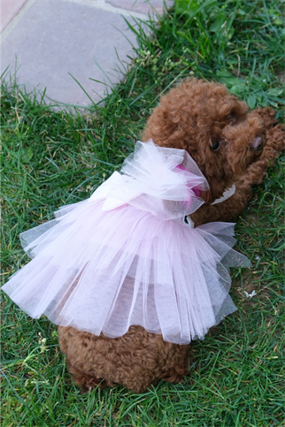 Doredog pembe fiyonklu tütülü elbise