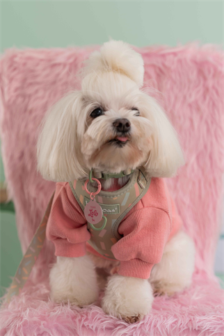  Lolidogs Köpek Göğüs Tasması ve Kayış Seti | Sprinkle