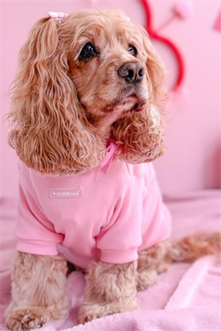 Lolidogs Basics | Cupid
