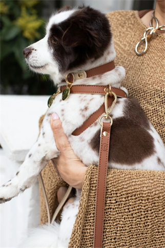 Zoe Pet Atelier Çarpraz Göğüs Tasması - Karamel / Bej