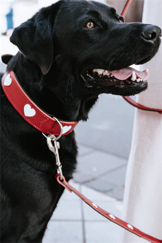 Hunter Love Köpek Boyun Tasması