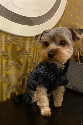 My Petit Paw Lacivert Puantiyeli Mont  