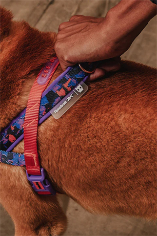 Zee.Dog Reebok x Zee.Dog Court Softer Walk Göğüs Tasması