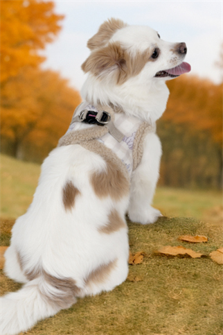 Puppia Bronwen Vest Harness Köpek Göğüs Tasması Bej 