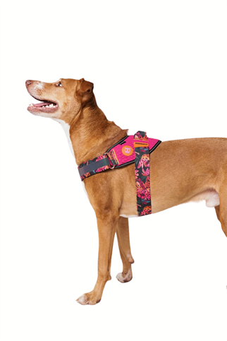 Zee.Dog Selva Flyharness Köpek Göğüs Tasması - FARM Rio