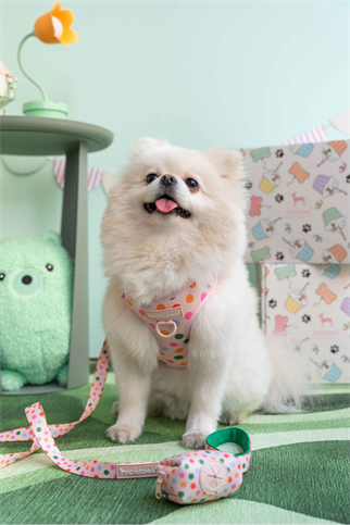  Lolidogs Köpek Göğüs Tasması ve Kayış Seti | Sprinkle