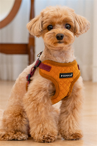 Irvin Harness C Köpek Göğüs Tasması Hardal Rengi 