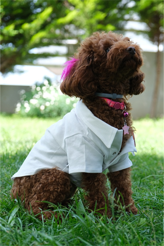 Doredog Beyaz Polo Yaka Tshirt