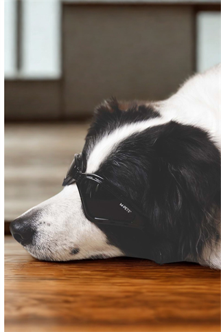 M-PETS Sunny Trailblazer Köpekler İçin Gözlük Black
