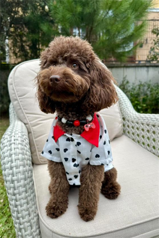 My Petit Paw Kalpli Gömlek 