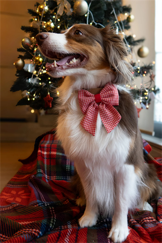 Asky And Erd Ribbon Bow Gingham Grace 