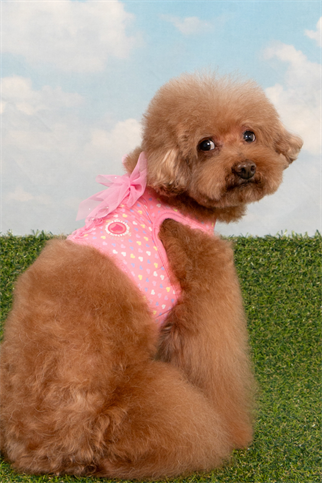 Pinkaholic New York Mabel Harness Köpek Göğüs Tasması Pembe 