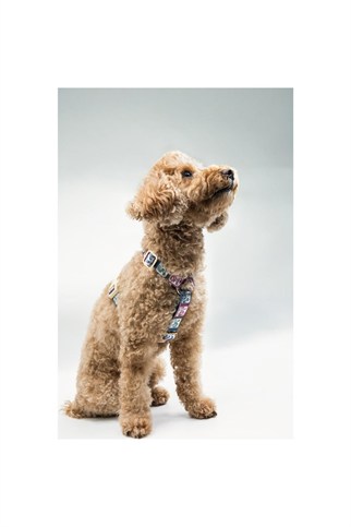Lupinus Atelier Arcus Picta x Memoria Köpek Göğüs Tasması