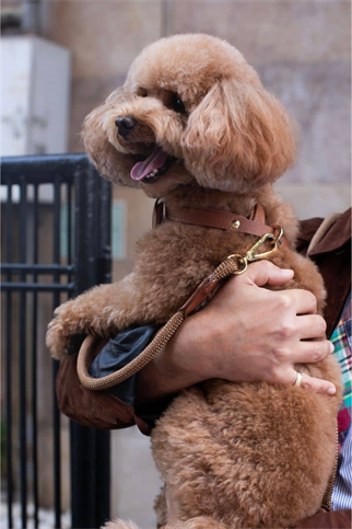 Zoe Pet Atelier New Cross Harness Köpek Göğüs Tasması Konyak