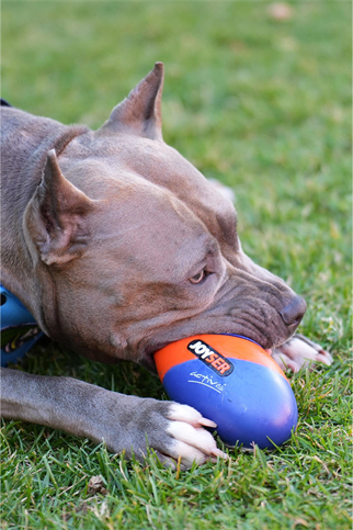 Joyser Active TPU Rugby Köpek Oyuncağı Mavi Turuncu M 15X8cm