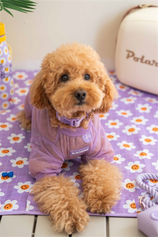 Lolidogs Köpek Tulumu Summer Guard Lilac