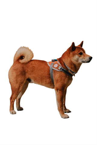 Zee.Dog Reebok x Zee.Dog Suede FlyHarness Köpek Göğüs Tasması