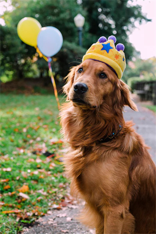 Play San Francisco Canine Crown Köpek Oyuncağı