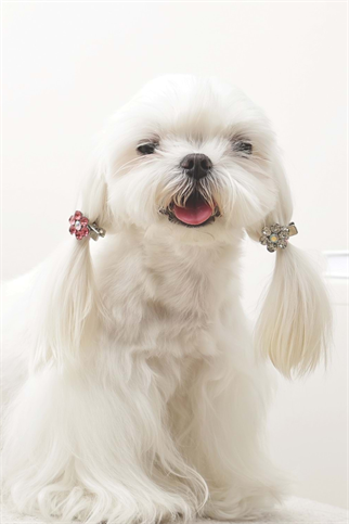 M-PETS GLAM KÖPEKLER İÇİN AKSESUAR TOKA PİNK/WHİTE