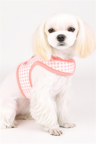 Pinkaholic New York Alaia Pinka Harness Göğüs Tasması Pembe