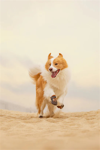 Truelove Köpek Ayakkabısı Kahverengi