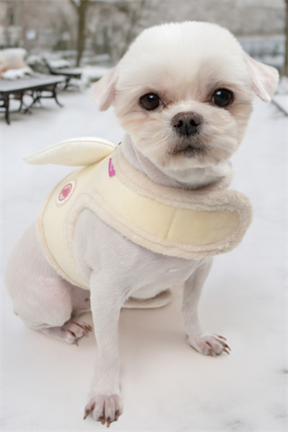 Puppia Peliah Pinka Harness Köpek Göğüs Tasması Sarı 