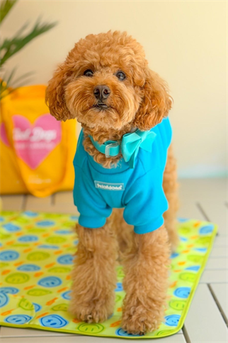 Lolidogs Köpek Travel Mat | Smiley