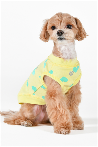 Pinkaholic New York Sonata Of Love Kolsuz T-shirt Sarı