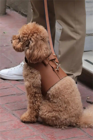 Zoe Pet Atelier Vest Harness Köpek Göğüs Tasması Seti Karamel Kahverengi