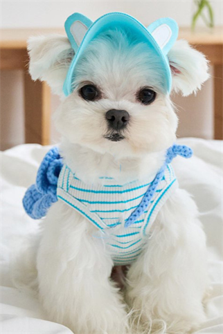 DolcePets Tavşan Kulaklı Şapka - Mavi