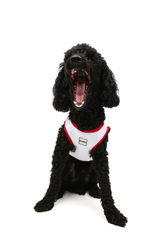 Goodboi Need Money For Porsche Atlet