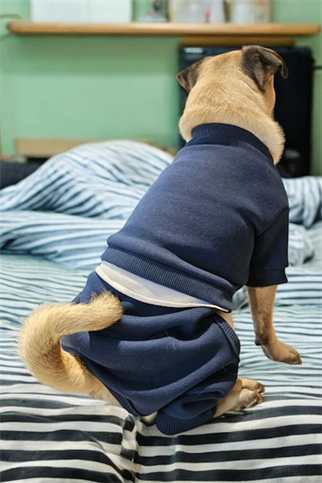 ZiggyDog Eşofman Takımı - Lacivert