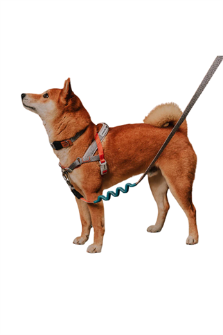 Zee.Dog Reebok x Zee.Dog Suede SofterWalk Göğüs Tasması