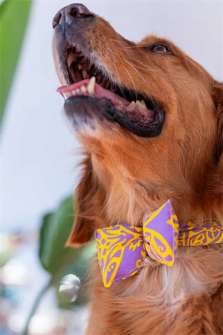 Lorico mor sarı desenli papyon