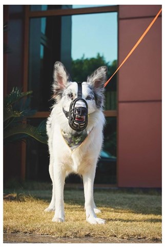 M-Pets Bark Guard Köpek Ağızlığı L Siyah/Sarı