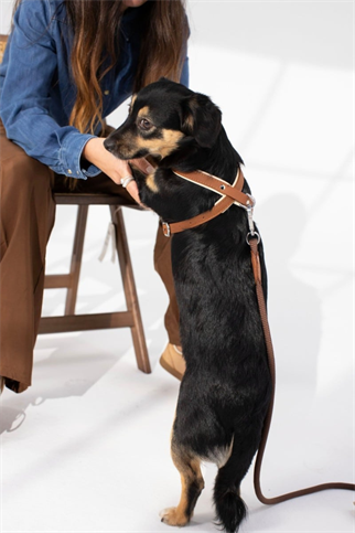 Zoe Pet Atelier New Cross Harness Köpek Göğüs Tasması Konyak ve Bej