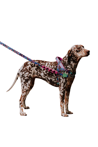 Zee.Dog Reebok x Zee.Dog Aerobic Softer Walk Göğüs Tasması