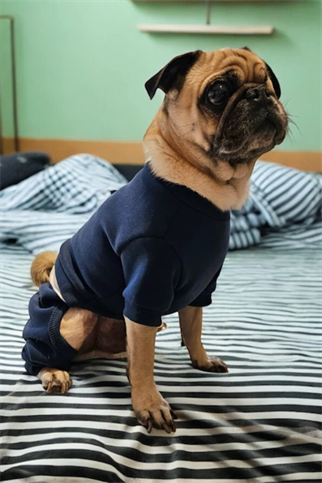 ZiggyDog Eşofman Takımı - Lacivert