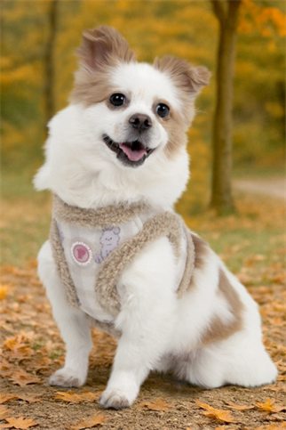 Puppia Bronwen Vest Harness Köpek Göğüs Tasması Bej 