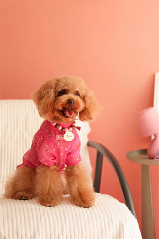Lolidogs Işıltılı Köpek Tshirtü | Princess