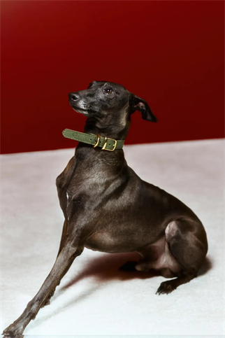 Duke Viridis Köpek Boyun Tasması