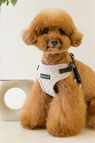 Irvin Harness C Köpek Göğüs Tasması Krem Rengi 