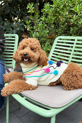 My Petit Paw Ponponlu Köpek Kazak