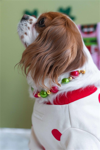 Lolidogs Köpek Kolyesi Xmas